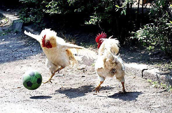 Funny and cool chicken pics and videos  123random's Blog